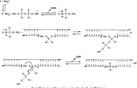 Enzymatic Synthesis of Deoxyribonucleic Acid: II  .